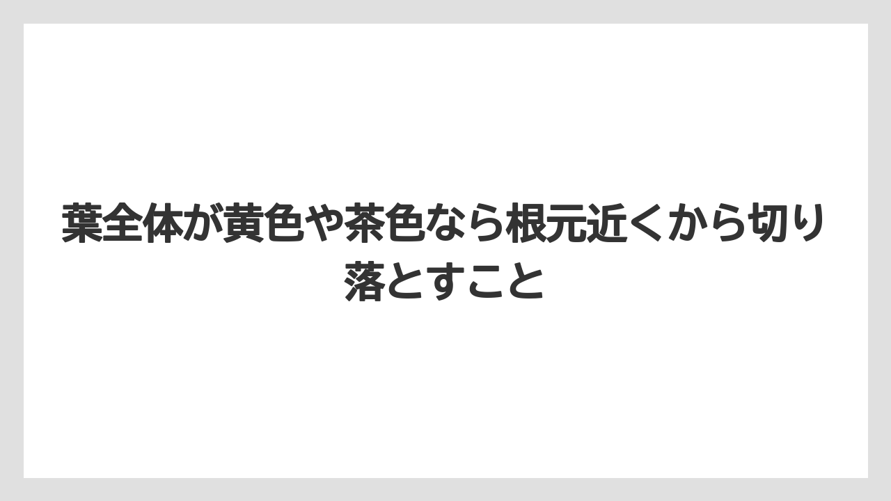 葉全体が黄色や茶色なら根元近くから切り落とすこと