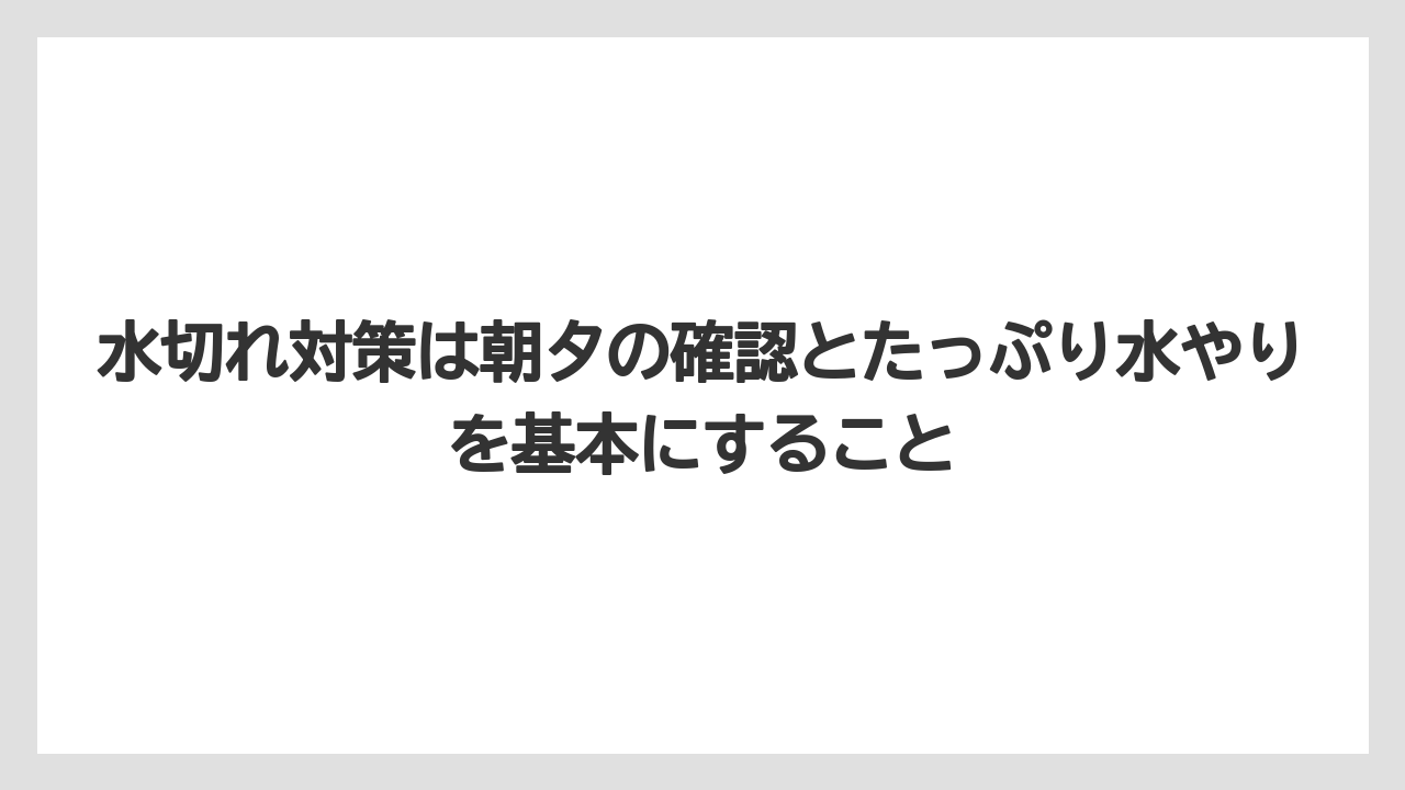 【100均】【もみじ】【ゼオライト】【バラ】【栽培】水切れ対策は朝夕の確認とたっぷり水やりを基本にすること