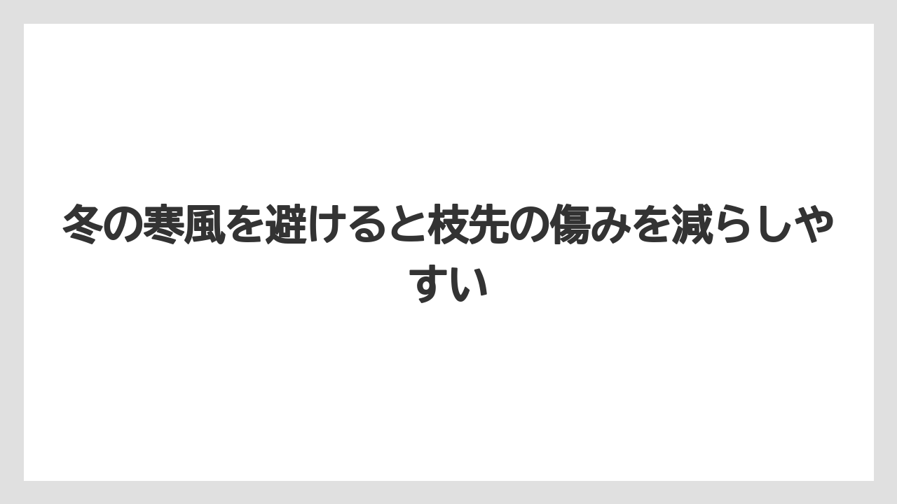 【栽培】【植え】【農業】冬の寒風を避けると枝先の傷みを減らしやすい