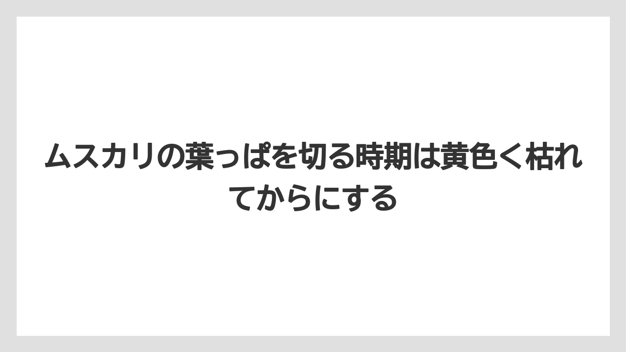 【栽培】【農園】【農業】ムスカリの葉っぱを切る時期は黄色く枯れてからにする