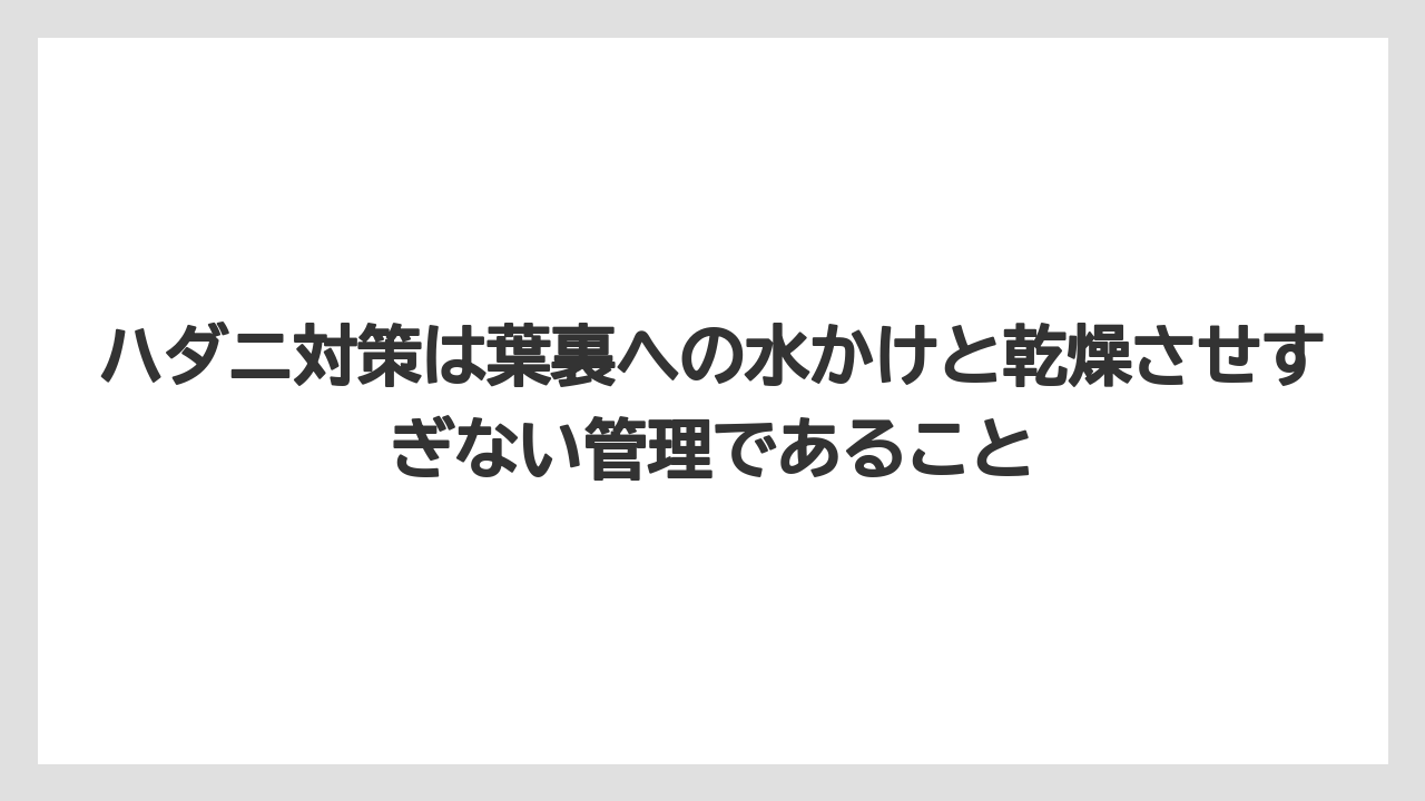 【栽培】【葉】【農業】ハダニ対策は葉裏への水かけと乾燥させすぎない管理であること