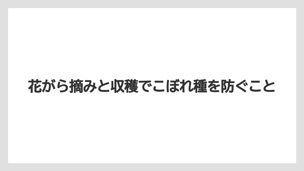 【栽培】【農園】【農業】花がら摘みと収穫でこぼれ種を防ぐこと