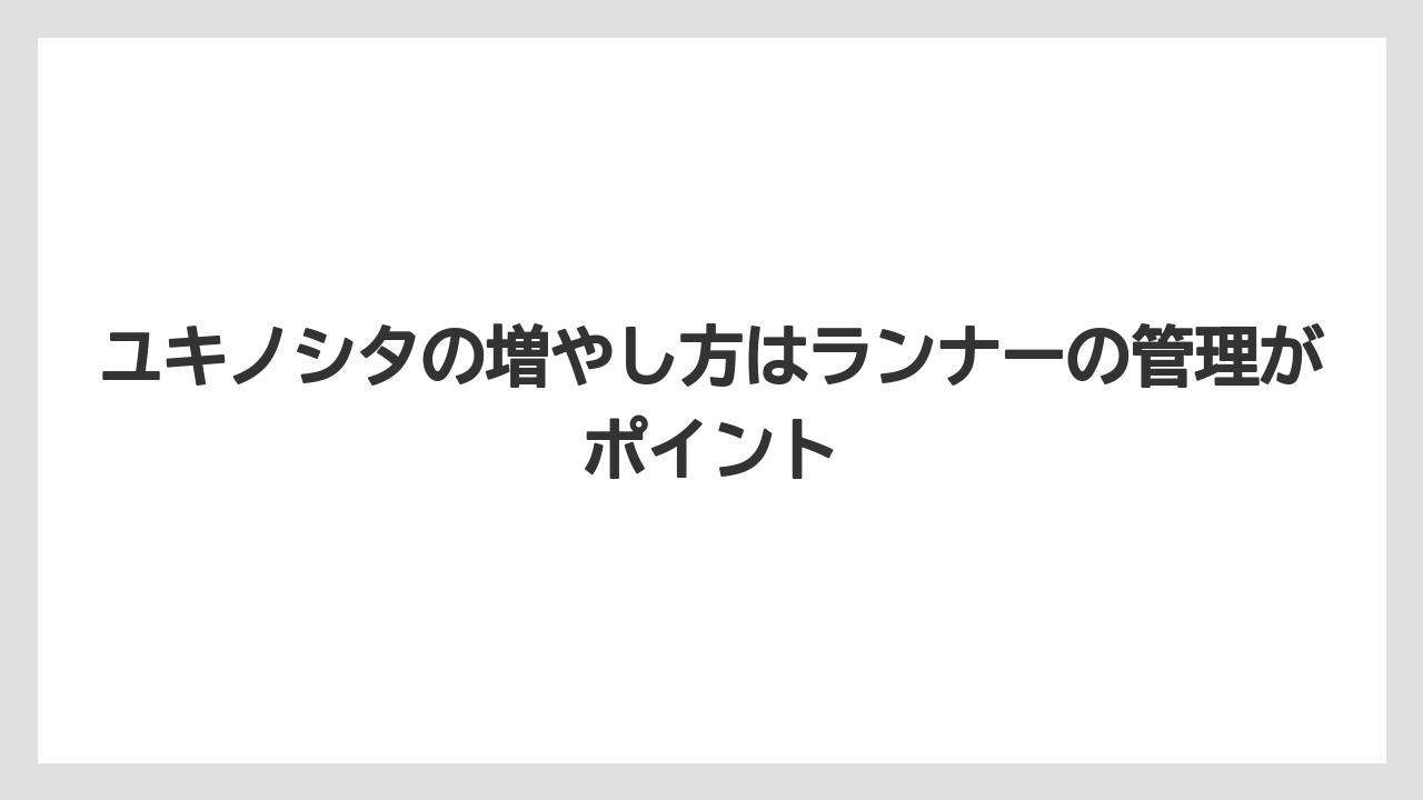 【栽培】【農園】【農業】ユキノシタの増やし方はランナーの管理がポイント