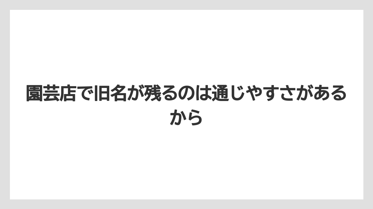 【サンスベリア】【サンセベリア】【栽培】園芸店で旧名が残るのは通じやすさがあるから