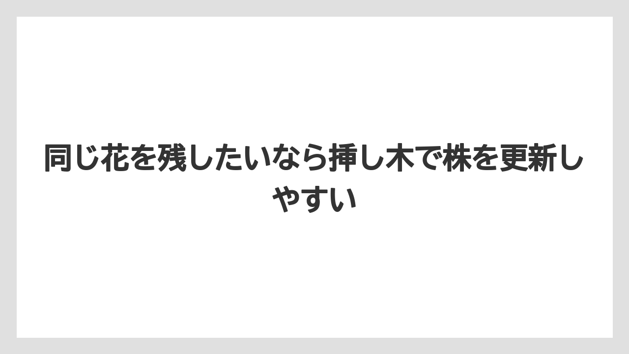 【栽培】【農園】【農業】同じ花を残したいなら挿し木で株を更新しやすい