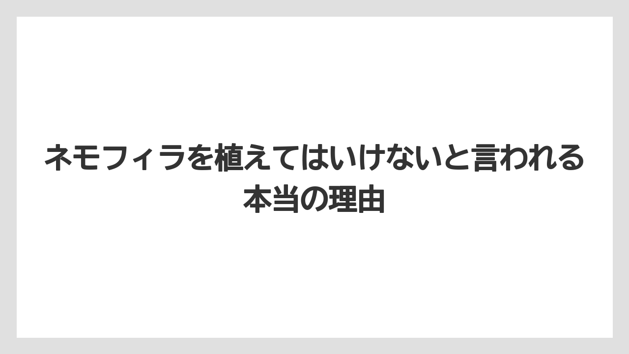 ネモフィラを植えてはいけないと言われる本当の理由