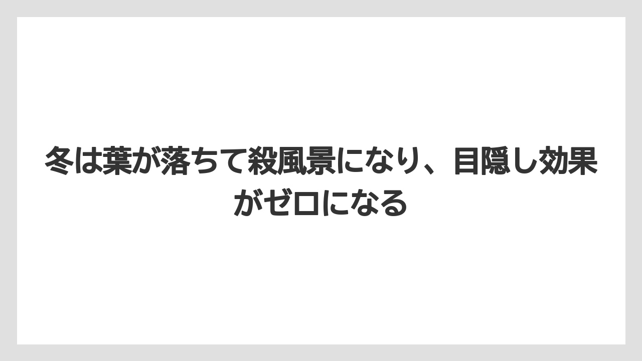 【オリーブ】【栽培】【農業】冬は葉が落ちて殺風景になり、目隠し効果がゼロになる