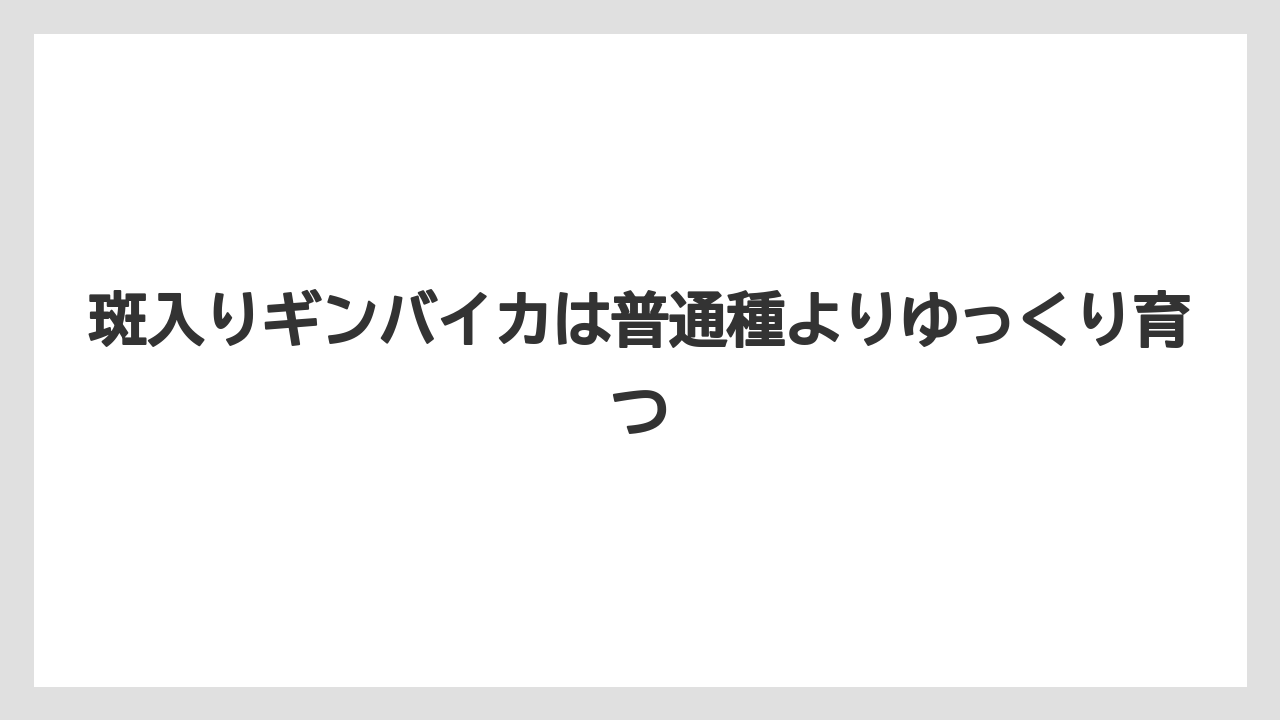 【栽培】【植え】【農業】斑入りギンバイカは普通種よりゆっくり育つ