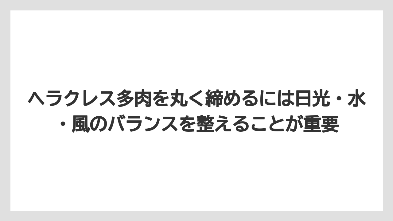 【100均】【栽培】【農業】ヘラクレス多肉を丸く締めるには日光・水・風のバランスを整えることが重要