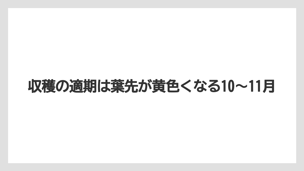 【栽培】【植え】【農業】収穫の適期は葉先が黄色くなる10〜11月