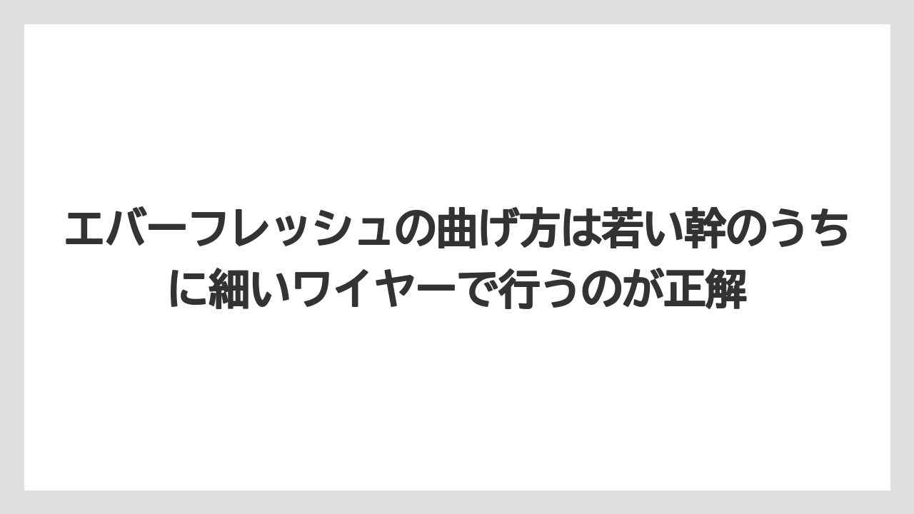 【栽培】【農園】【農業】エバーフレッシュの曲げ方は若い幹のうちに細いワイヤーで行うのが正解