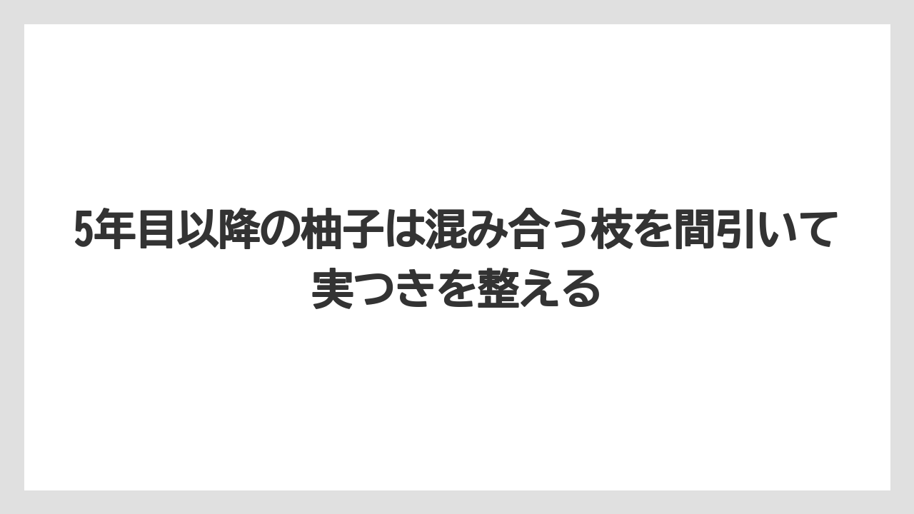【剪定】【栽培】【農業】5年目以降の柚子は混み合う枝を間引いて実つきを整える