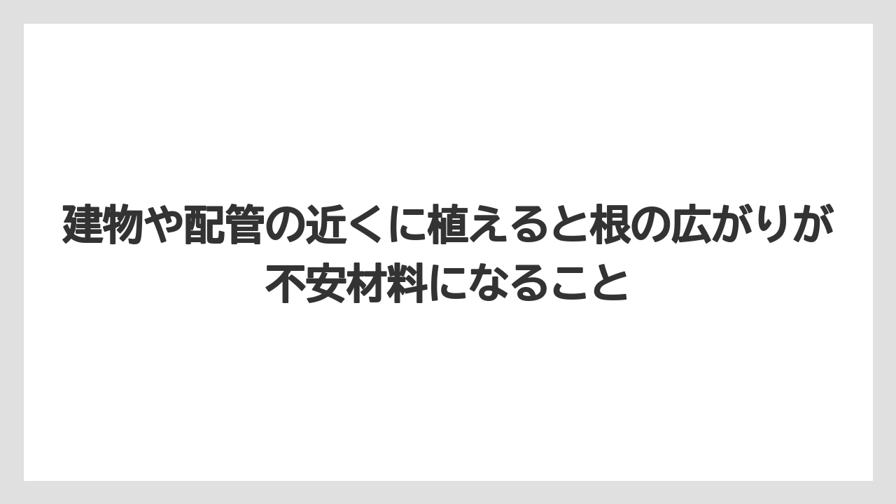 【栽培】【農園】【農業】建物や配管の近くに植えると根の広がりが不安材料になること