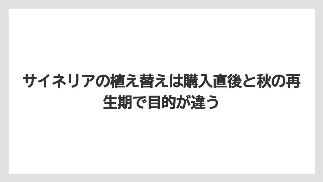 【栽培】【肥料】【農業】サイネリアの植え替えは購入直後と秋の再生期で目的が違う