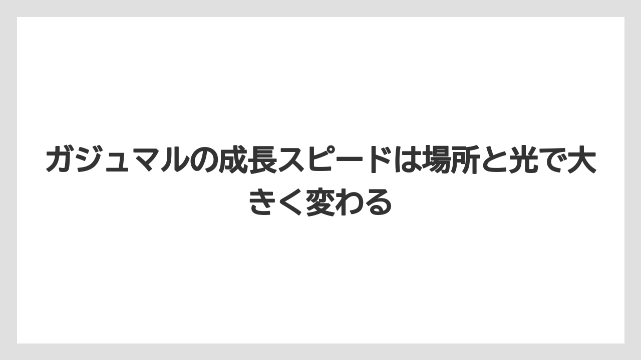 【ガジュマル】【根】【栽培】【育て方】ガジュマルの成長スピードは場所と光で大きく変わる