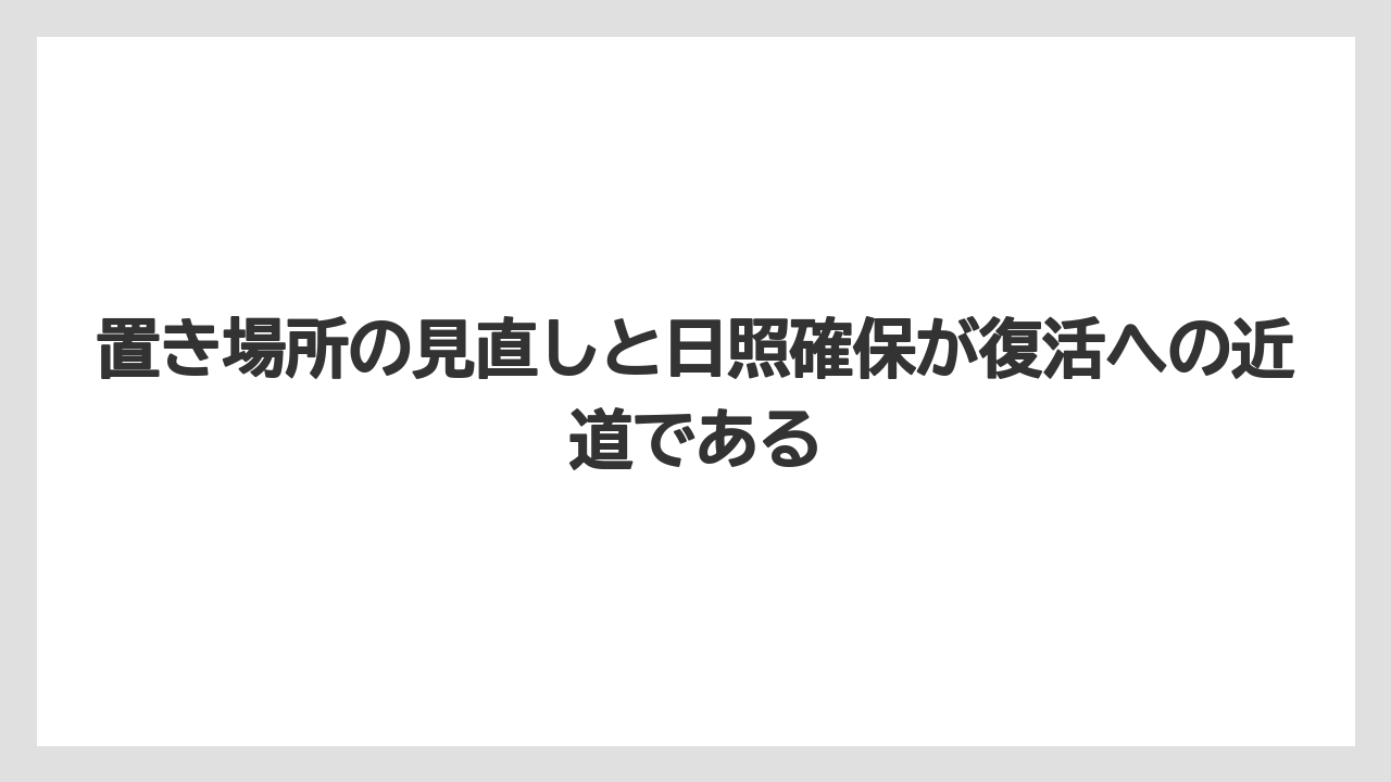 【栽培】【葉】【農業】置き場所の見直しと日照確保が復活への近道である