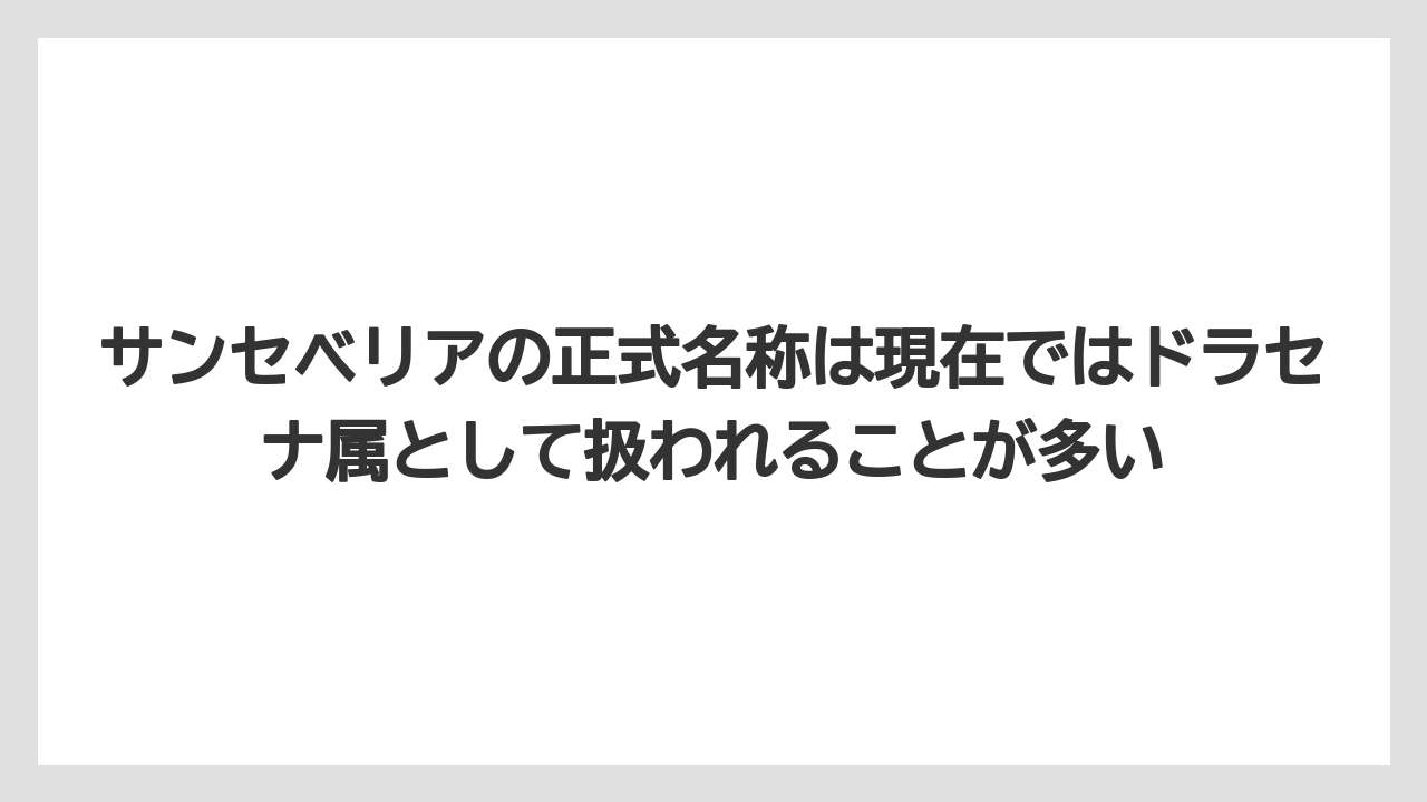 【サンスベリア】【サンセベリア】【栽培】【育て方】サンセベリアの正式名称は現在ではドラセナ属として扱われることが多い