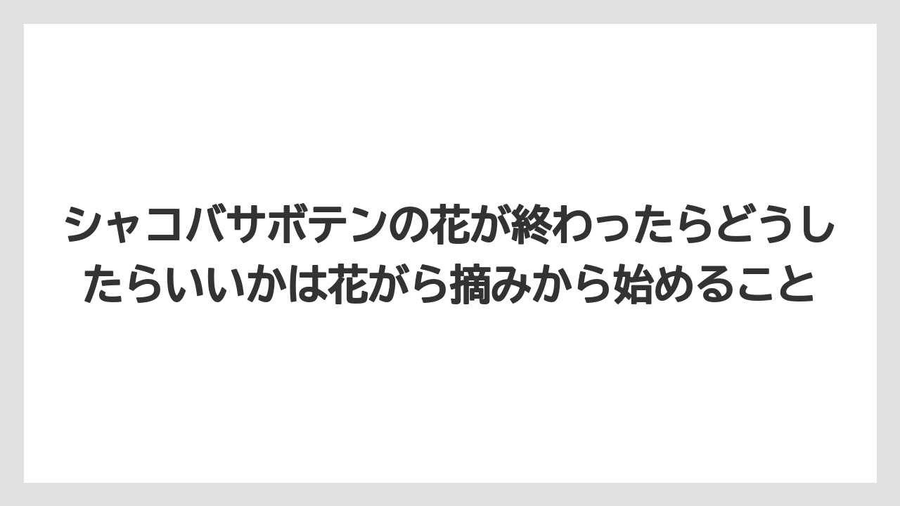 【サボテン】【栽培】【農業】シャコバサボテンの花が終わったらどうしたらいいかは花がら摘みから始めること