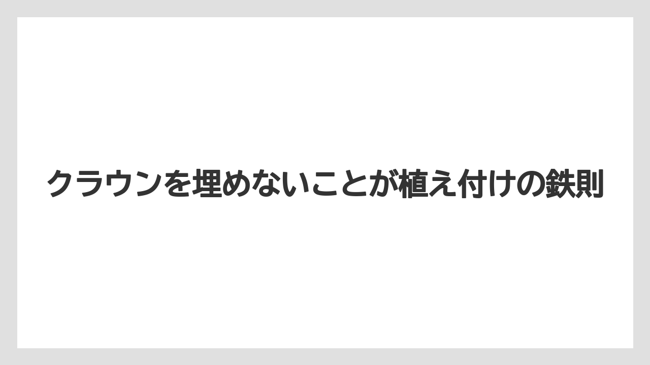 【栽培】【植え】【農業】クラウンを埋めないことが植え付けの鉄則