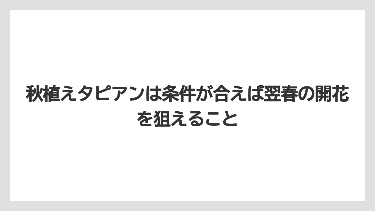 【栽培】【肥料】【農業】秋植えタピアンは条件が合えば翌春の開花を狙えること
