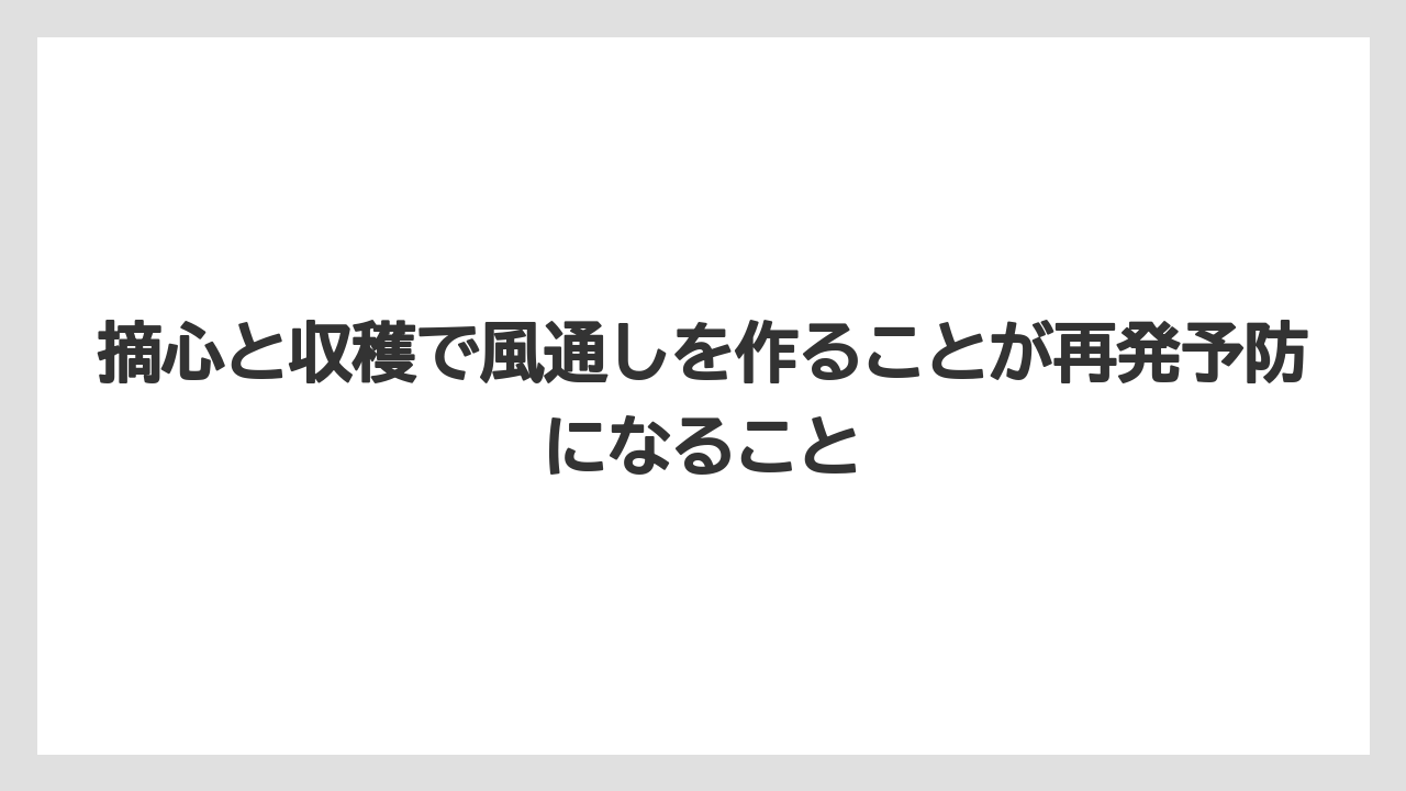 【しそ】【大葉】【栽培】【農業】摘心と収穫で風通しを作ることが再発予防になること