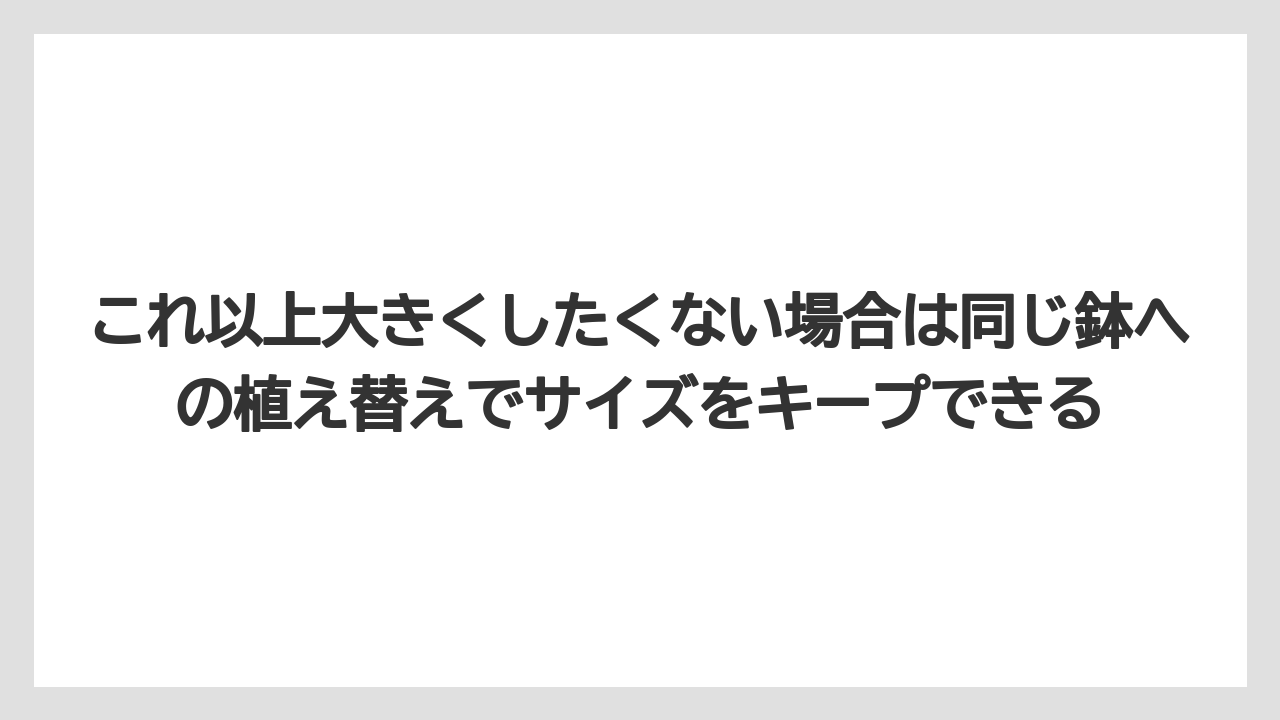 【ガジュマル】【剪定】【栽培】これ以上大きくしたくない場合は同じ鉢への植え替えでサイズをキープできる