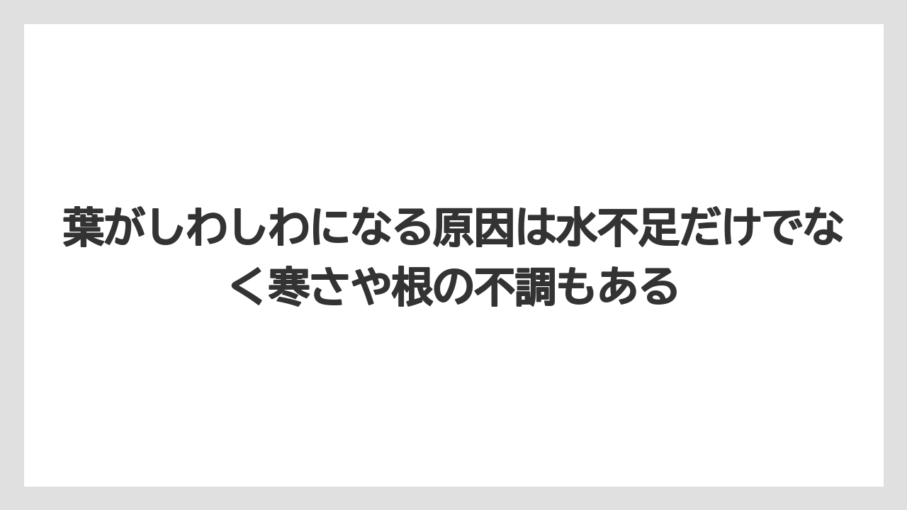 【サンスベリア】【サンセベリア】【栽培】葉がしわしわになる原因は水不足だけでなく寒さや根の不調もある