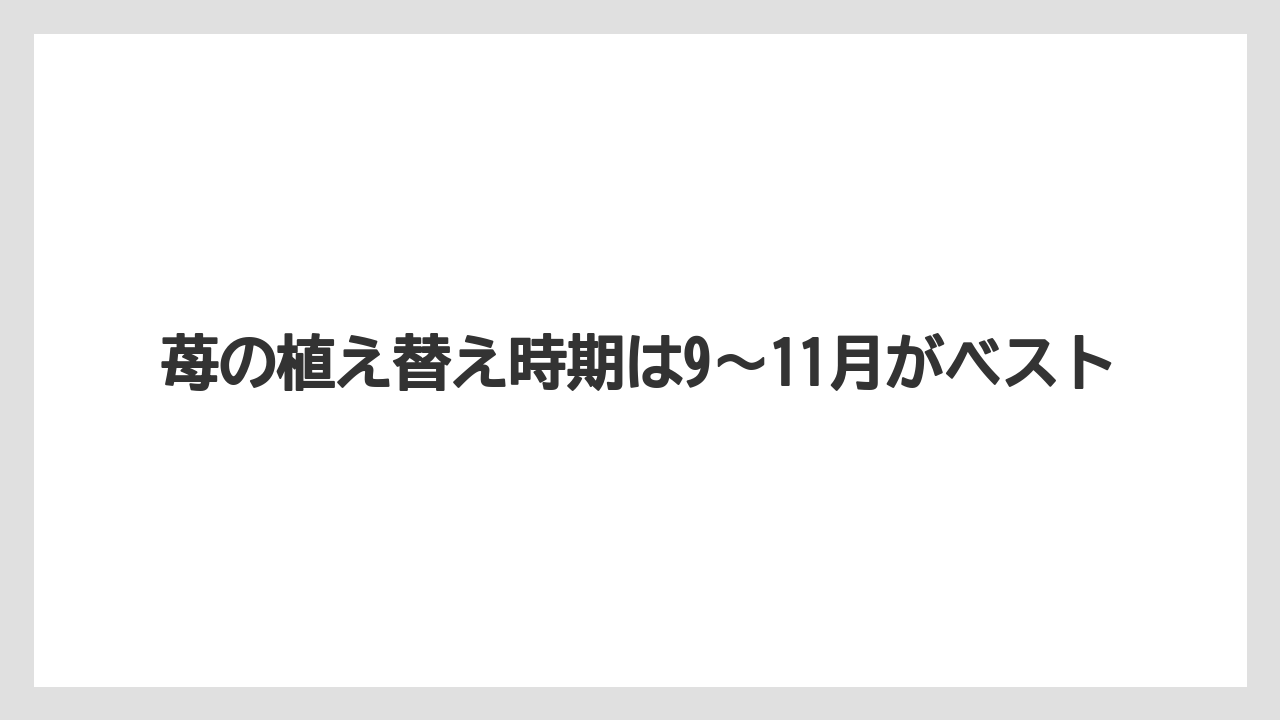 【栽培】【農園】【農業】苺の植え替え時期は9〜11月がベスト