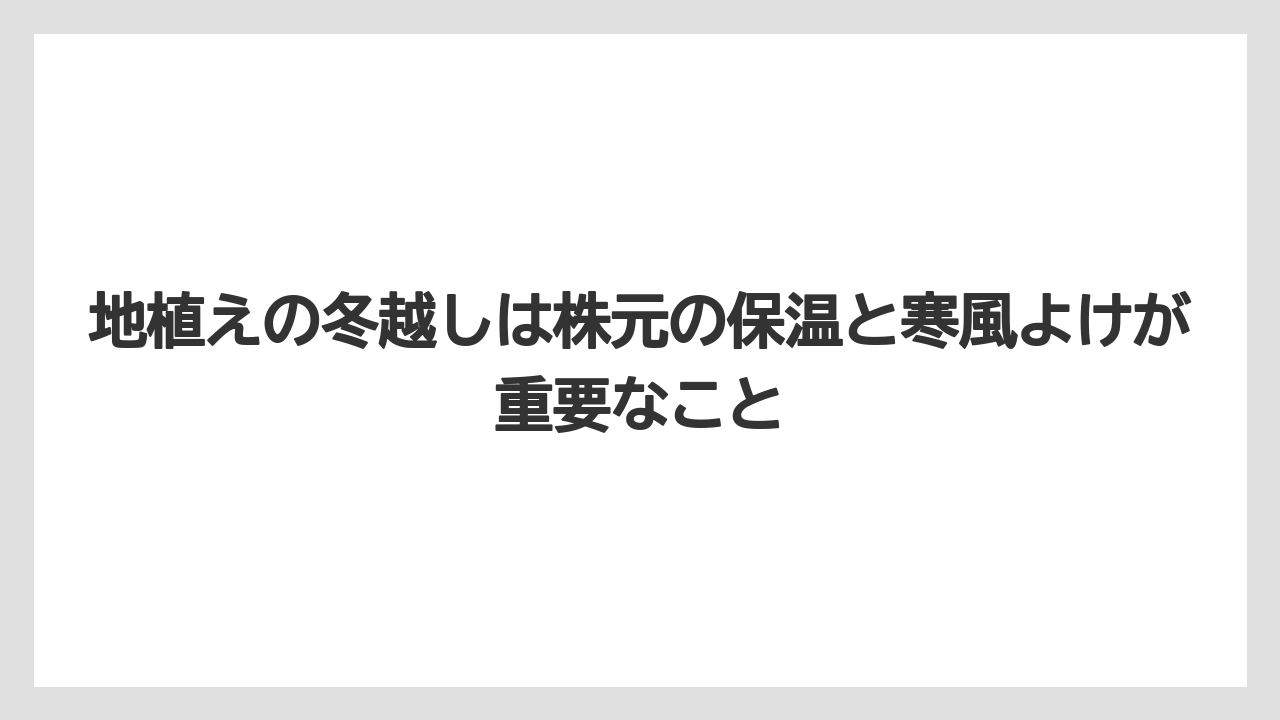 【枯れ】【栽培】【越し】地植えの冬越しは株元の保温と寒風よけが重要なこと