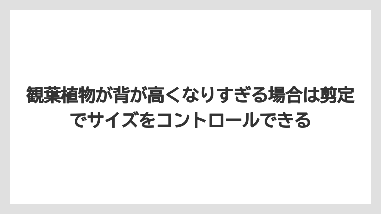 【栽培】【農園】【農業】観葉植物が背が高くなりすぎる場合は剪定でサイズをコントロールできる