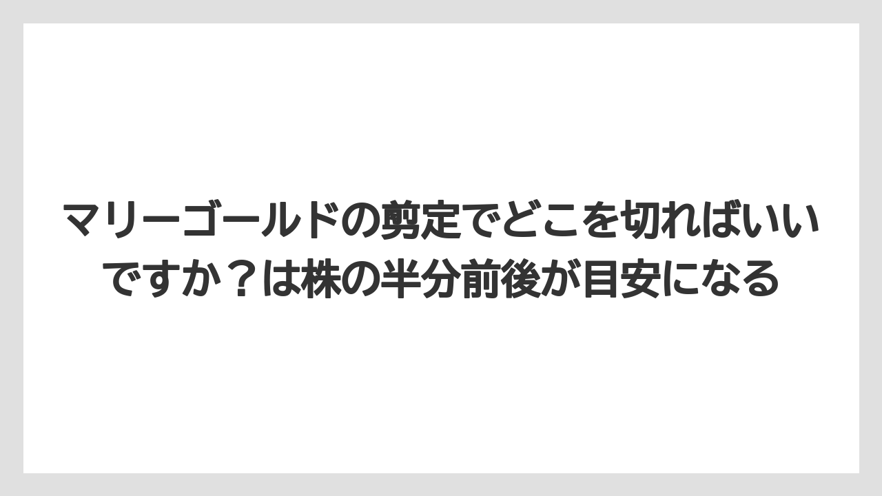 【栽培】【育て方】【越し】マリーゴールドの剪定でどこを切ればいいですか？は株の半分前後が目安になる