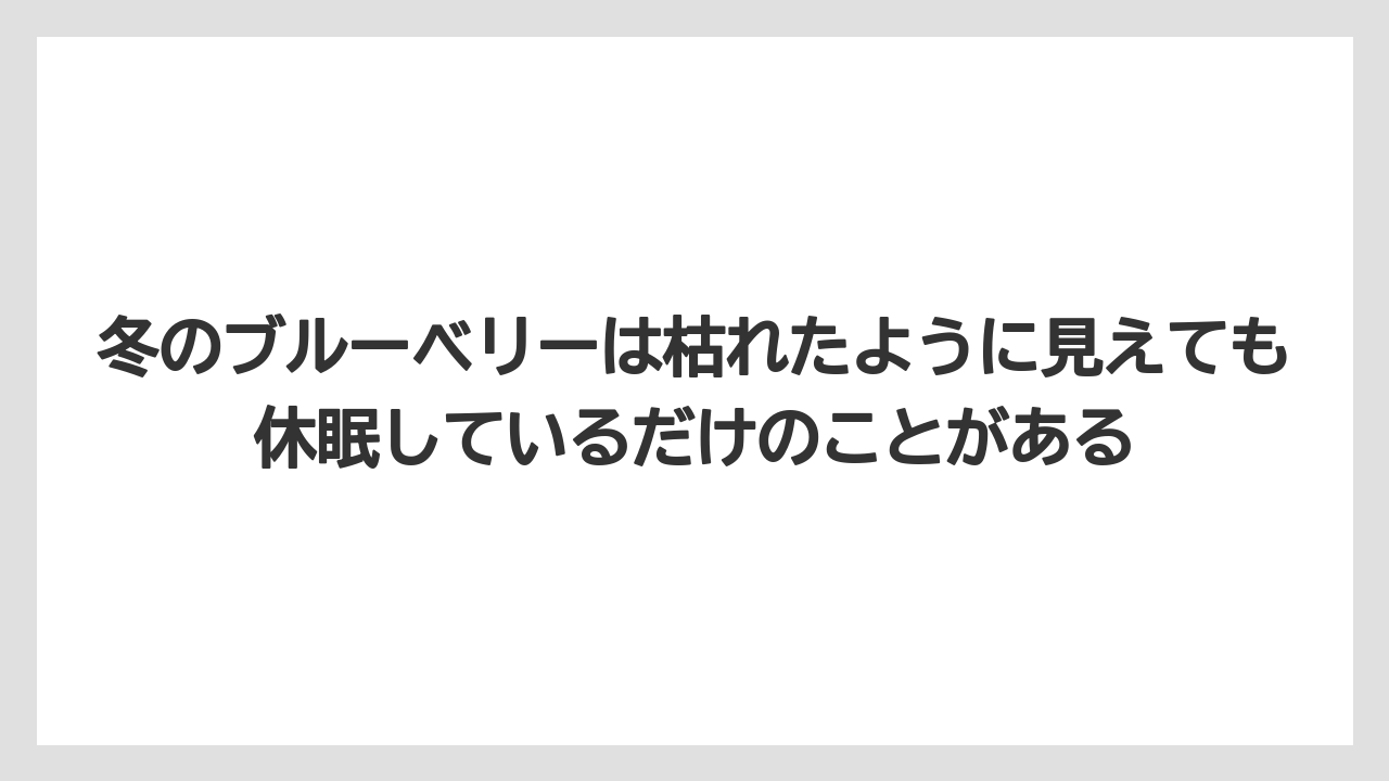 【栽培】【農園】【農業】冬のブルーベリーは枯れたように見えても休眠しているだけのことがある