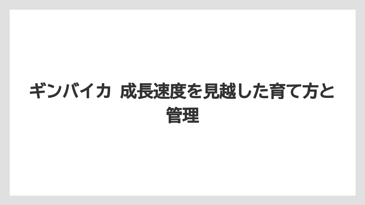 【栽培】【植え】【農業】ギンバイカの最終樹高は1m台から3m超まで幅がある