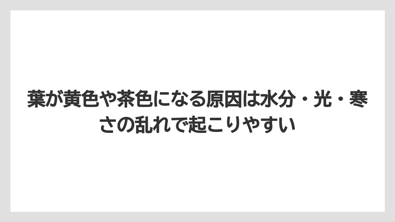 【サンスベリア】【栽培】【農業】葉が黄色や茶色になる原因は水分・光・寒さの乱れで起こりやすい