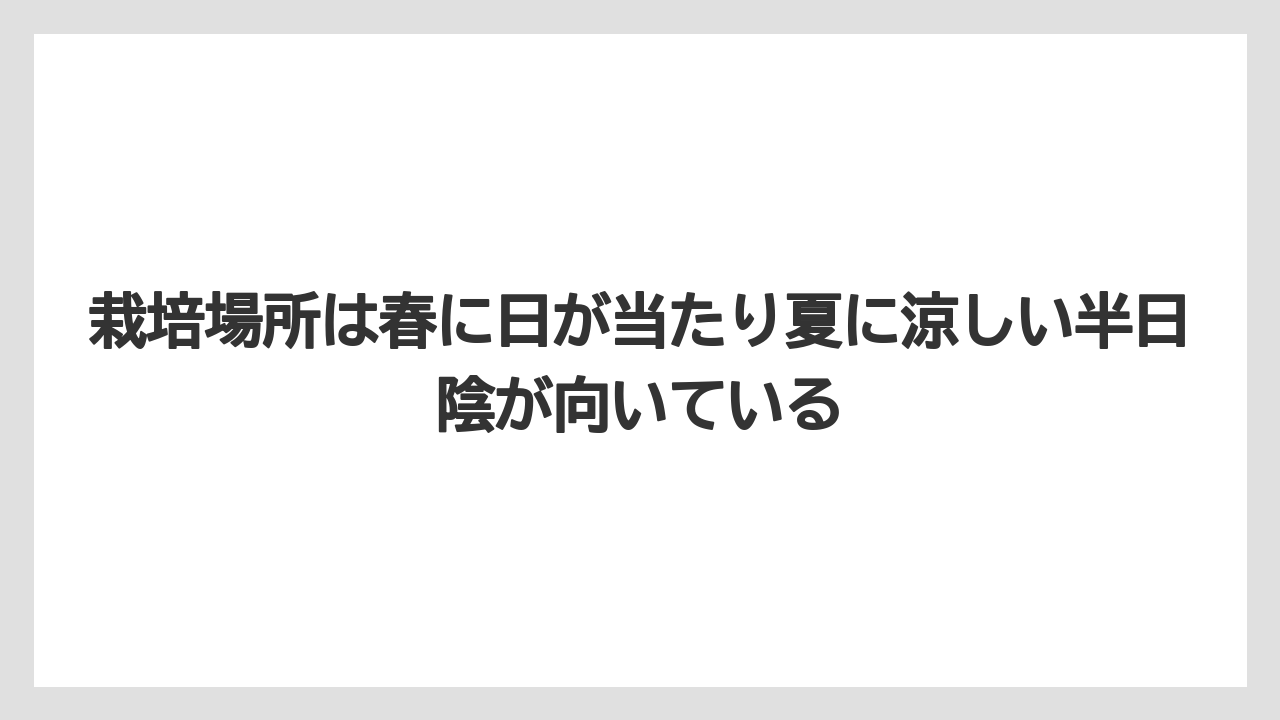 【栽培】【農園】【農業】栽培場所は春に日が当たり夏に涼しい半日陰が向いている
