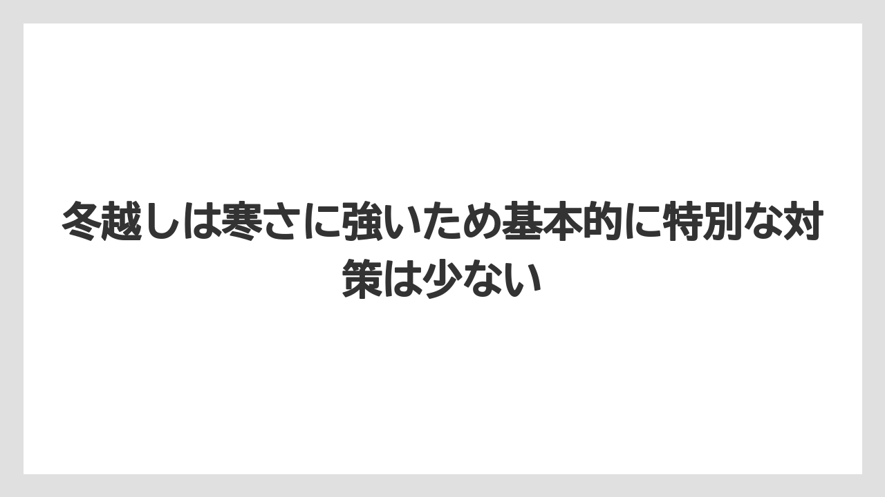 【バラ】【栽培】【肥料】冬越しは寒さに強いため基本的に特別な対策は少ない