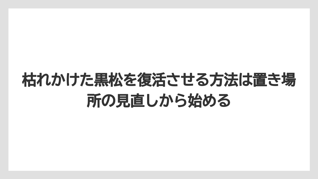 【栽培】【農園】【農業】枯れかけた黒松を復活させる方法は置き場所の見直しから始める