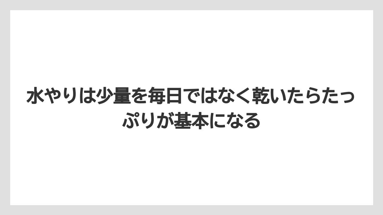 【栽培】【農園】【農業】水やりは少量を毎日ではなく乾いたらたっぷりが基本になる