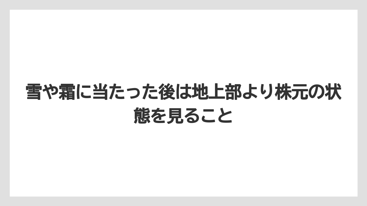 【栽培】【肥料】【農業】雪や霜に当たった後は地上部より株元の状態を見ること