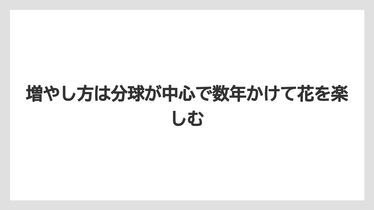 【栽培】【農園】【農業】増やし方は分球が中心で数年かけて花を楽しむ