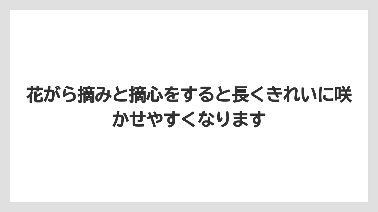【栽培】【農園】【農業】花がら摘みと摘心をすると長くきれいに咲かせやすくなります