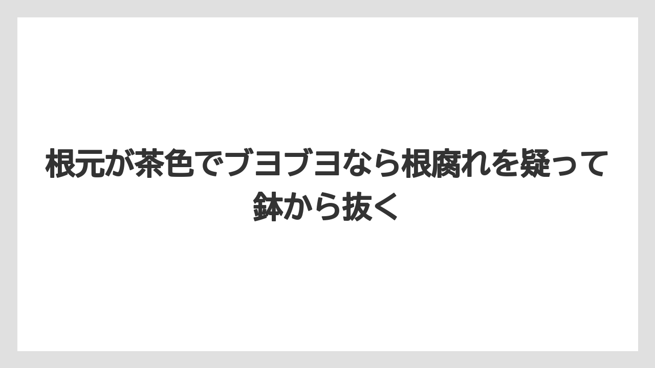 【サンスベリア】【栽培】【肥料】根元が茶色でブヨブヨなら根腐れを疑って鉢から抜く