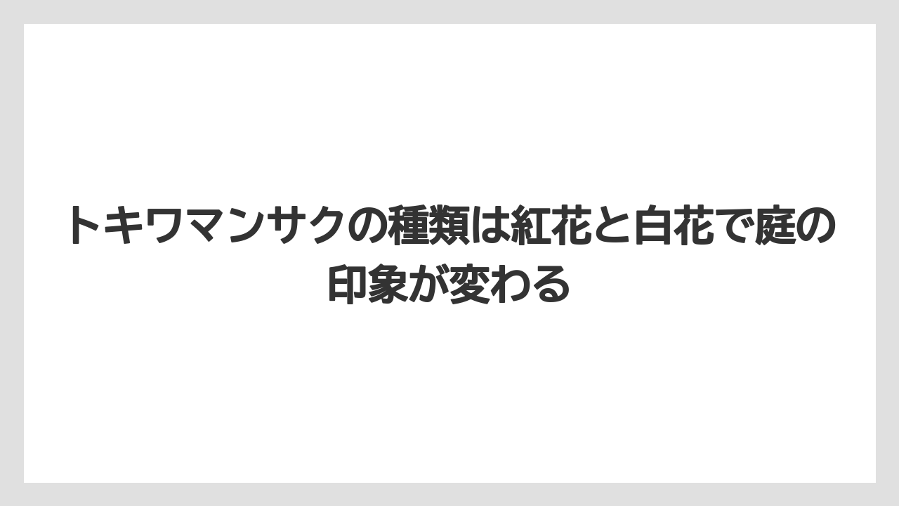 【栽培】【農園】【農業】トキワマンサクの種類は紅花と白花で庭の印象が変わる