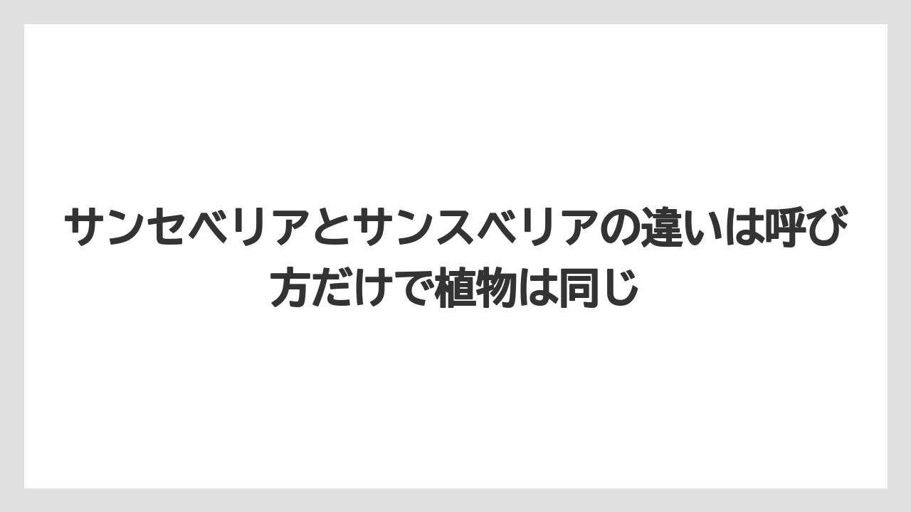 【サンスベリア】【サンセベリア】【栽培】サンセベリアとサンスベリアの違いは呼び方だけで植物は同じ