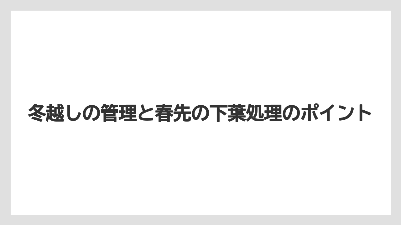 【栽培】【農園】【農業】冬越しの管理と春先の下葉処理のポイント