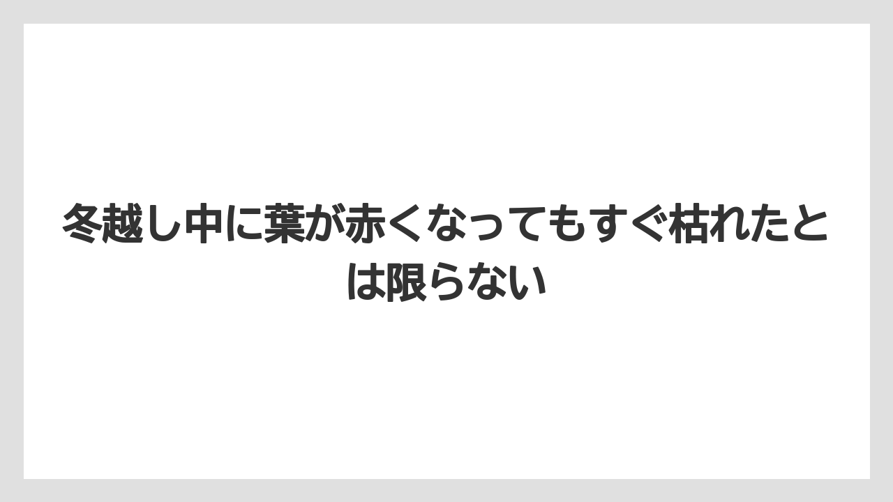 【栽培】【農園】【農業】冬越し中に葉が赤くなってもすぐ枯れたとは限らない