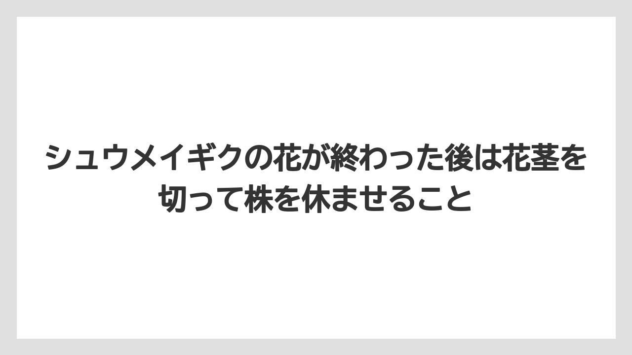 【栽培】【農園】【農業】シュウメイギクの花が終わった後は花茎を切って株を休ませること