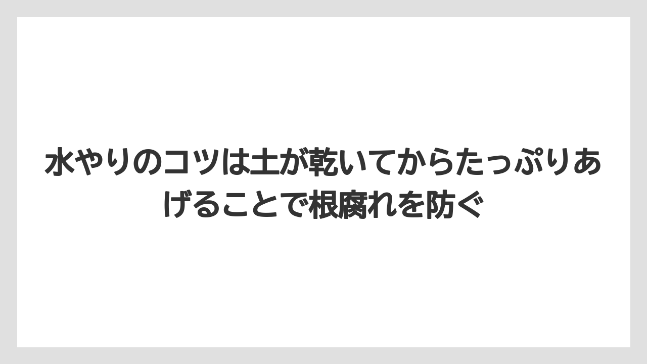 【栽培】【育て方】【草】水やりのコツは土が乾いてからたっぷりあげることで根腐れを防ぐ