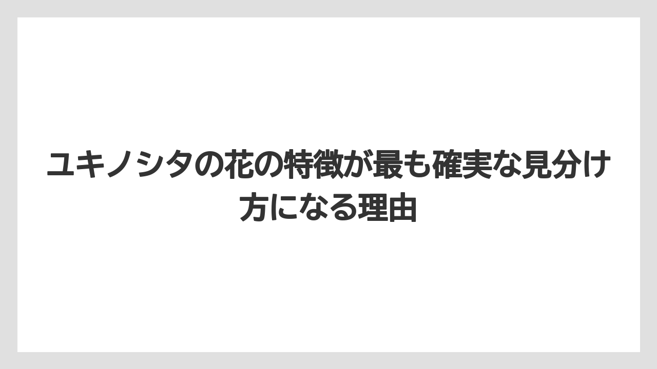【栽培】【農園】【農業】ユキノシタの花の特徴が最も確実な見分け方になる理由