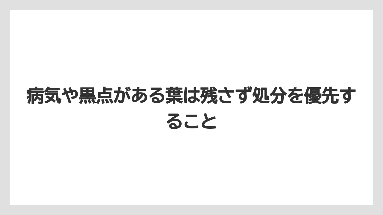 【栽培】【農園】【農業】病気や黒点がある葉は残さず処分を優先すること